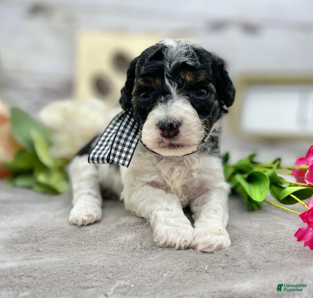 Miniature Poodle dogs for sale: Tobias - Image 4