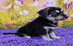 Goberian dogs for sale: Indie - Image 2