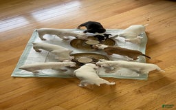 Bull Terrier dogs for sale: Fatso - Image 3