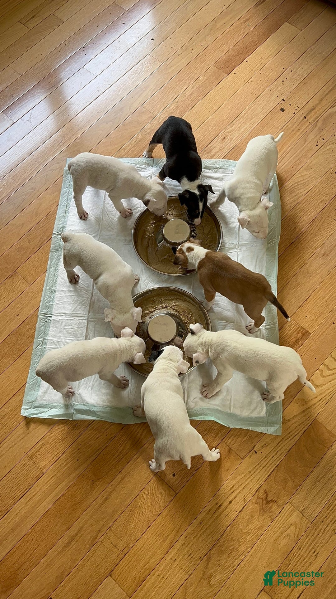 Bull Terrier dogs for sale: Fatso - Image 3