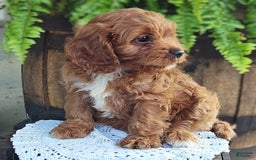 Cavapoo dogs for sale: Bennie - Image 6
