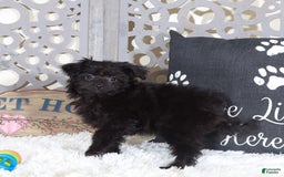 Pomapoo dogs for sale: Knight - Image 1