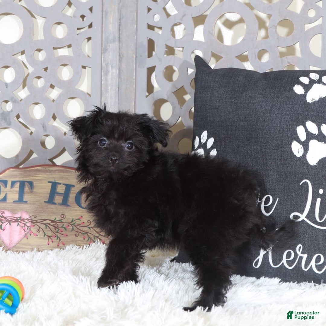 Pomapoo dogs for sale: Knight - Image 1
