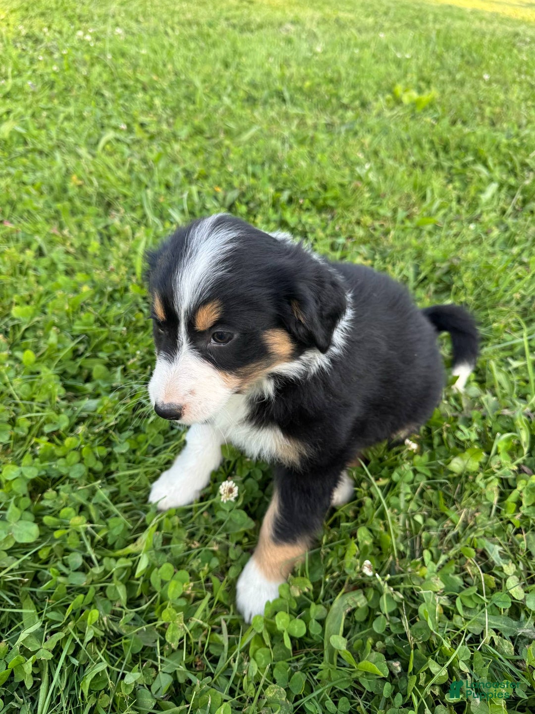 Australian Shepherd dogs for sale: Ahsoko - Image 6