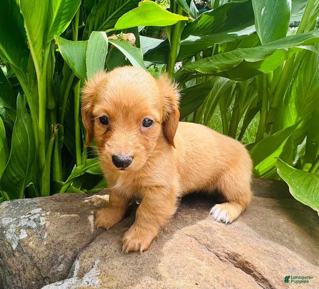 Miniature Dachshund dogs for sale: Gabby Long Haired - Image 10