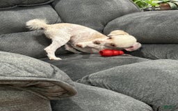 Toy Poodle dogs for sale: Chance - Image 4