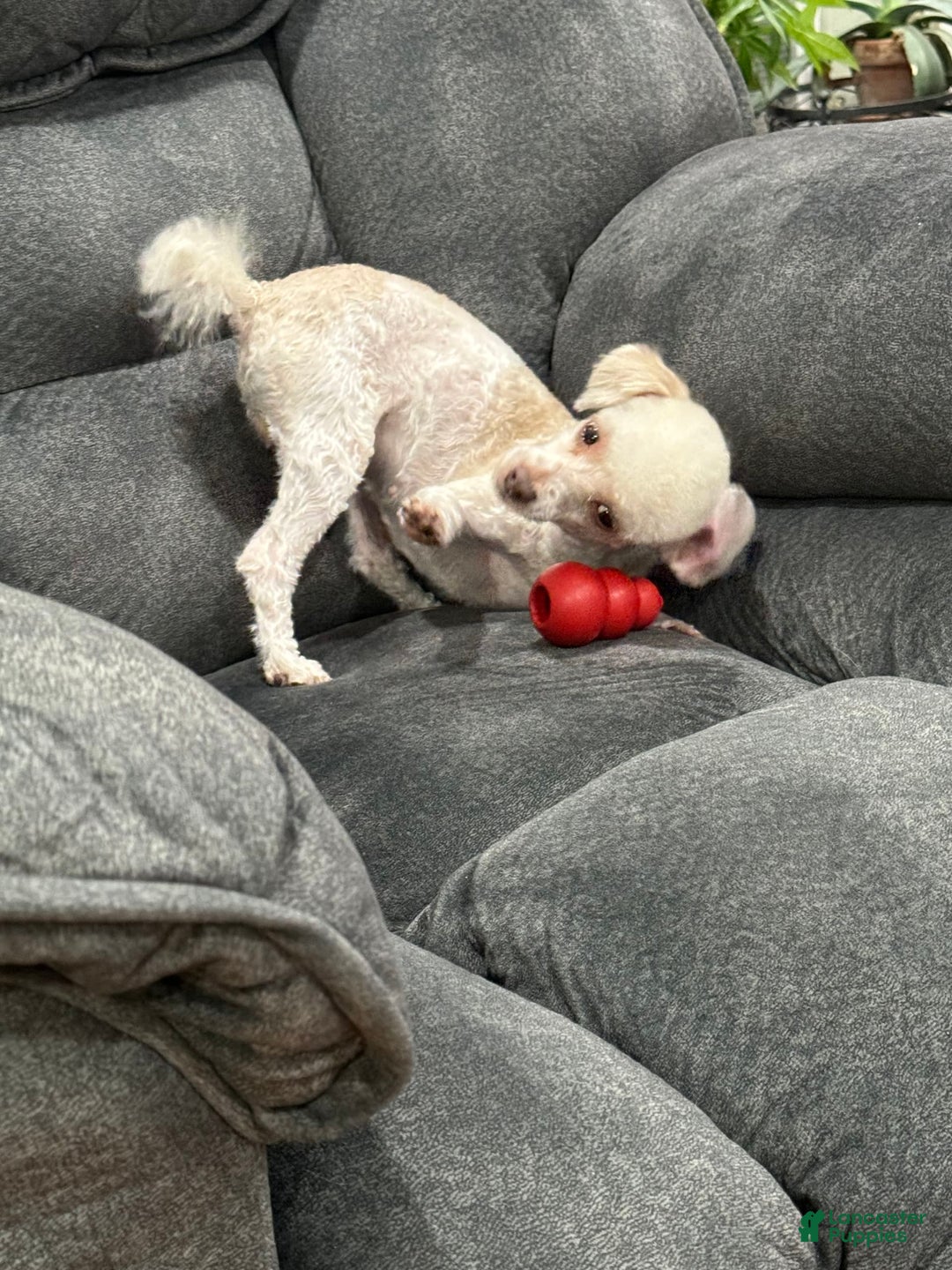 Toy Poodle dogs for sale: Chance - Image 4