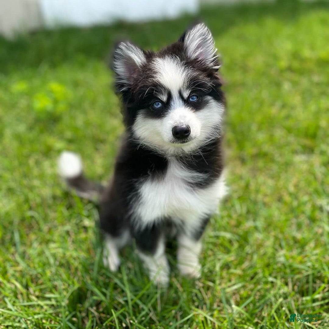 Pomsky dogs for sale: Luffy - Image 11