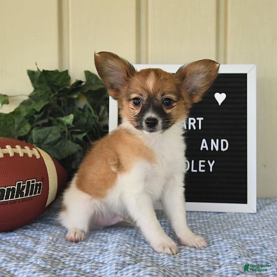 Papillon dogs for sale: Pluto - Image 17
