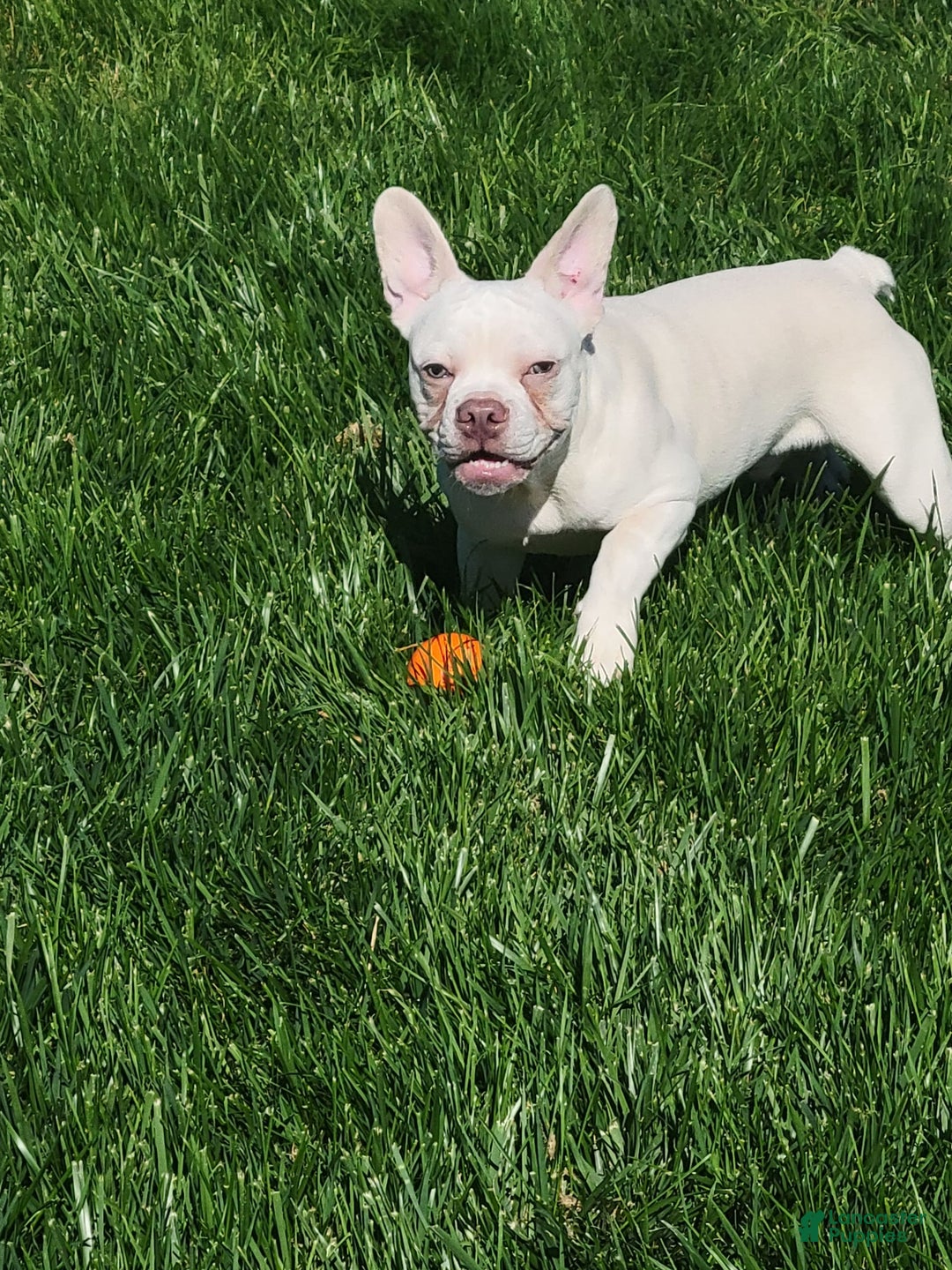 French Bulldog dogs for sale: Titan - Image 3