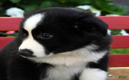 Australian Shepherd dogs for sale: Brenda - Image 2