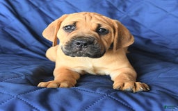 Cane Corso dogs for sale: Milo - Image 3
