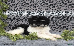 Havanese dogs for sale: Cash - Image 5