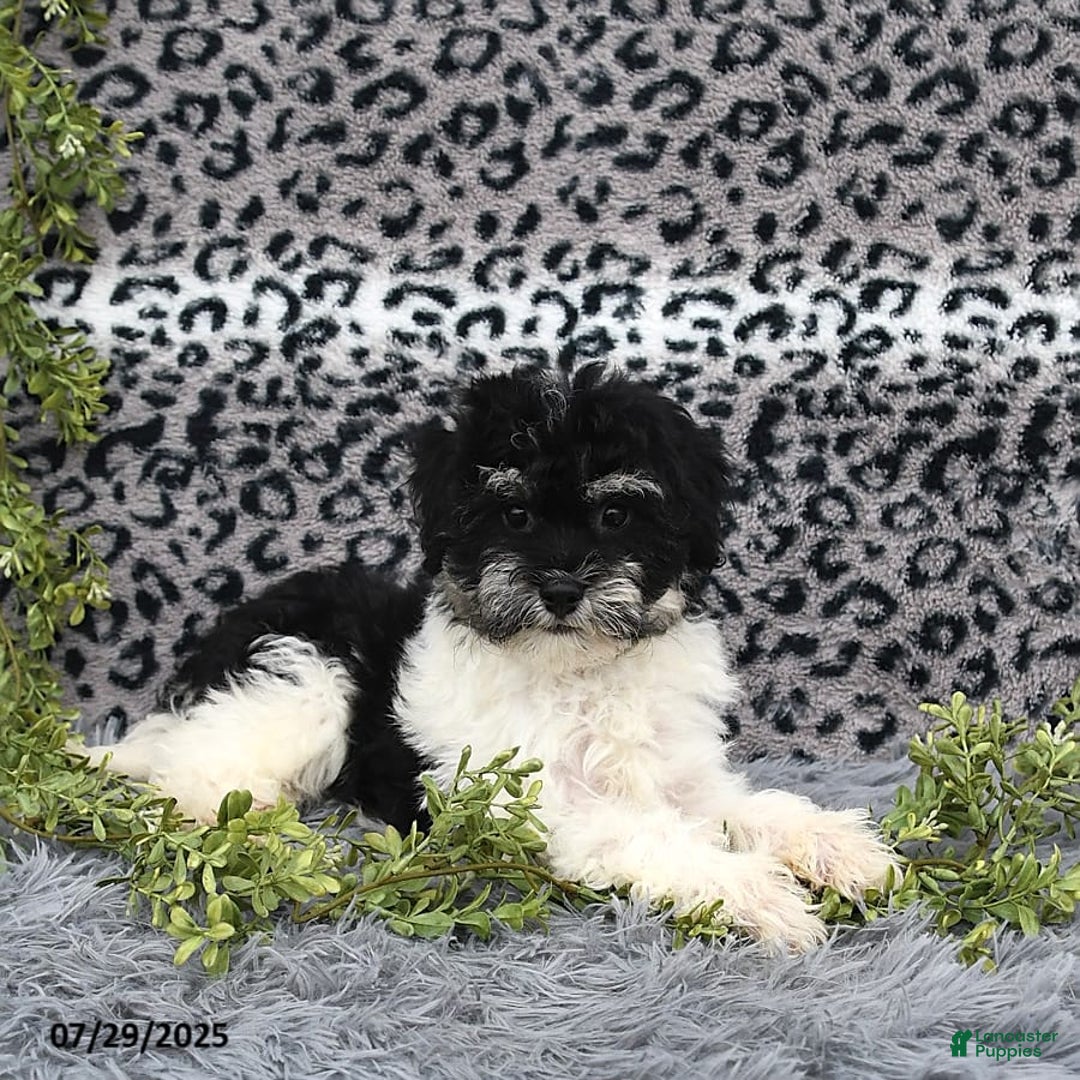 Havanese dogs for sale: Cash - Image 5