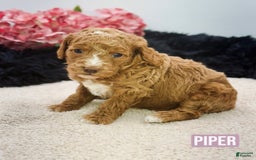 Mini Goldendoodle dogs for sale: Micro Piper - Image 1