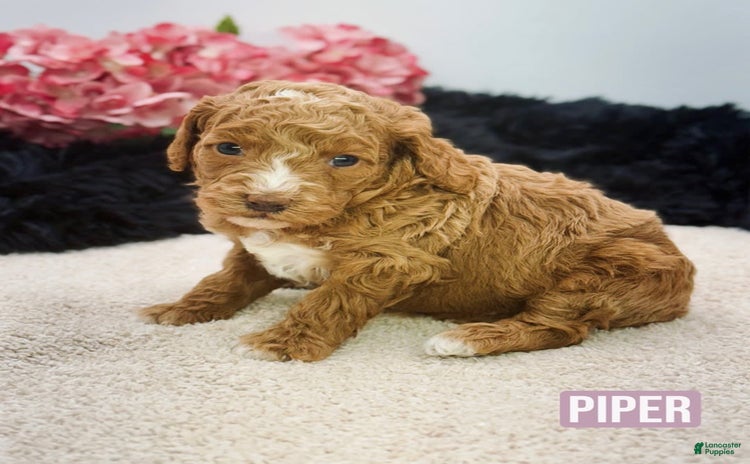 Mini Goldendoodle dogs for sale - Ad 2
