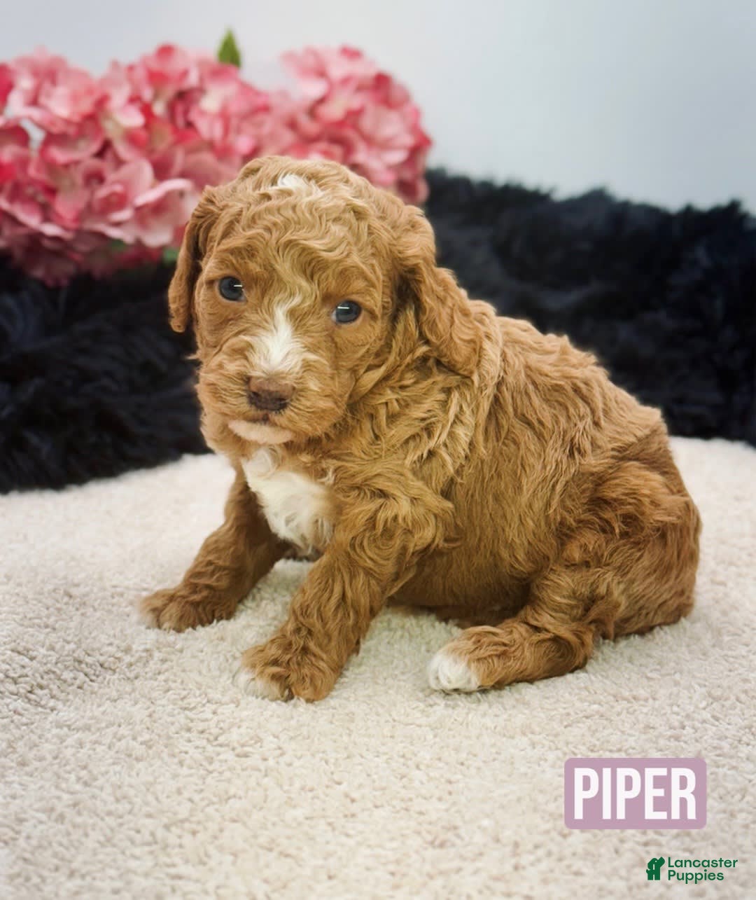 Mini Goldendoodle dogs for sale: Micro Piper - Image 1