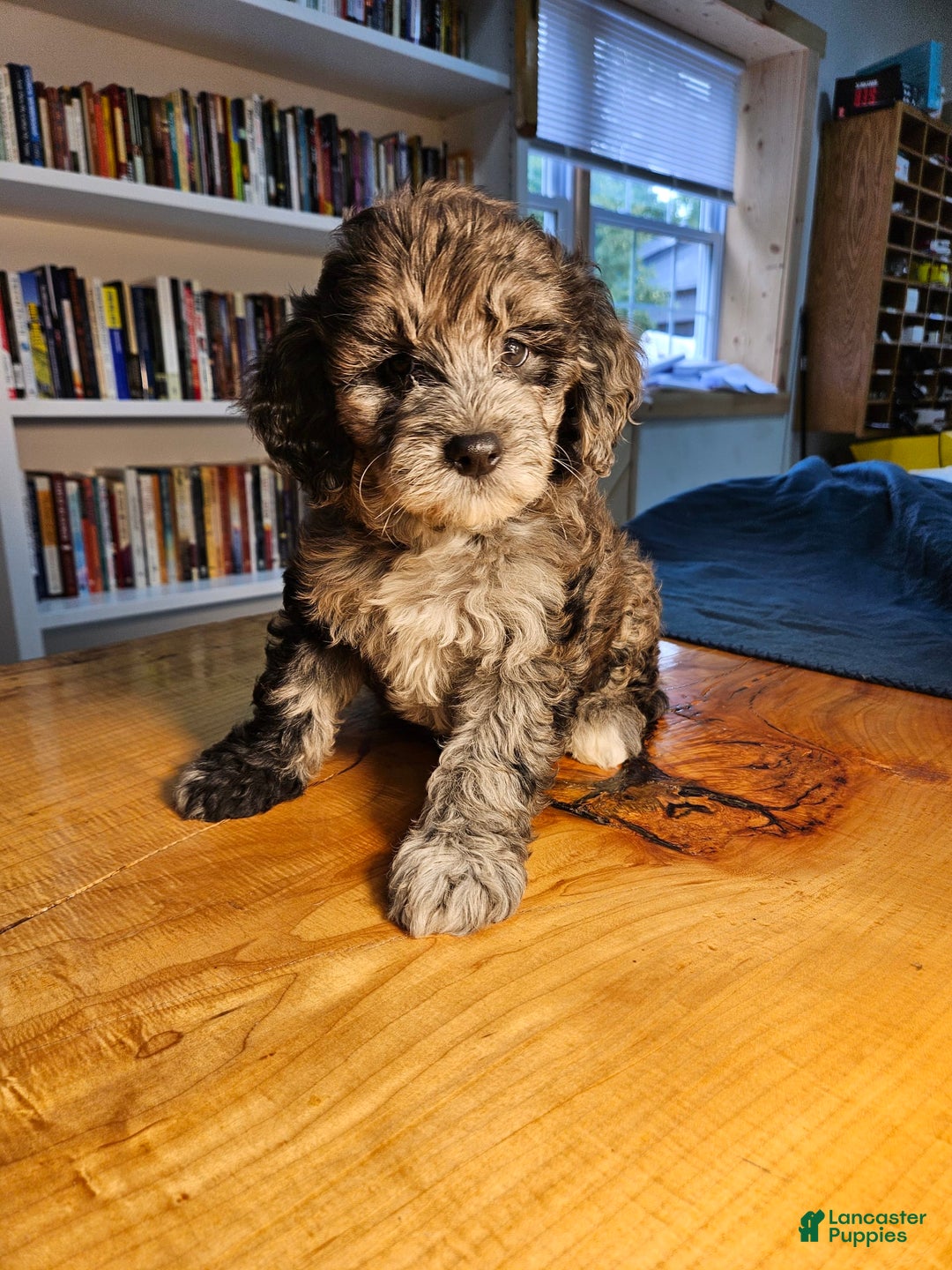 Portuguese Water Dog dogs for sale: Cocoa - Image 5