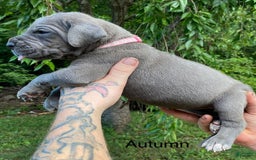 Great Dane dogs for sale: Autumn - Image 2