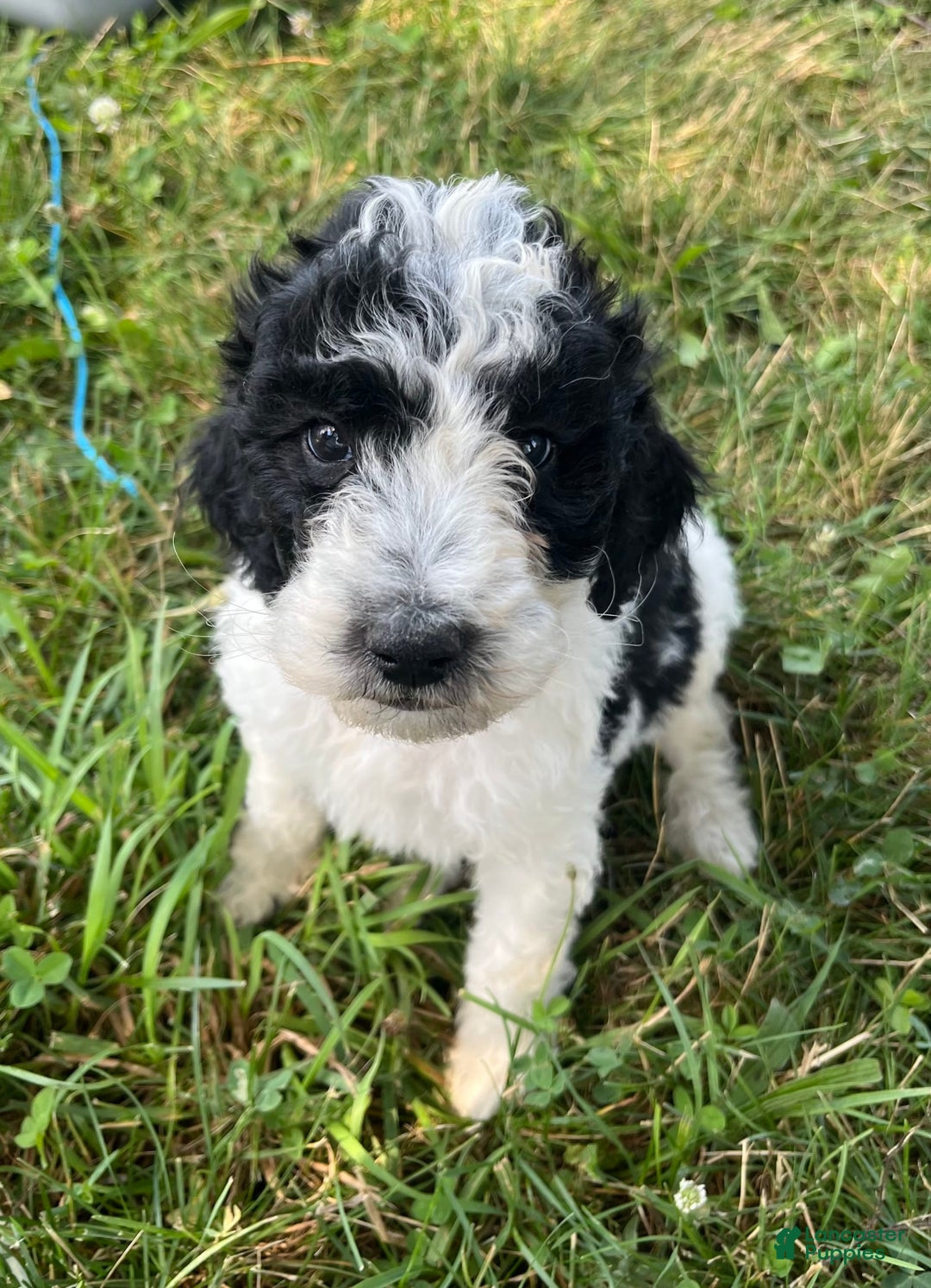 Standard Poodle dogs for sale: Tater - Image 2