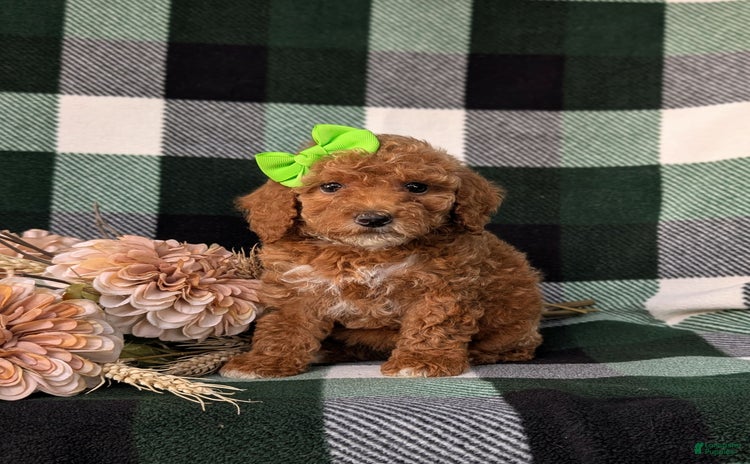 Miniature Poodle dogs for sale - Ad 3