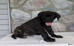 English Mastiff dogs for sale: Berkley - Image 12