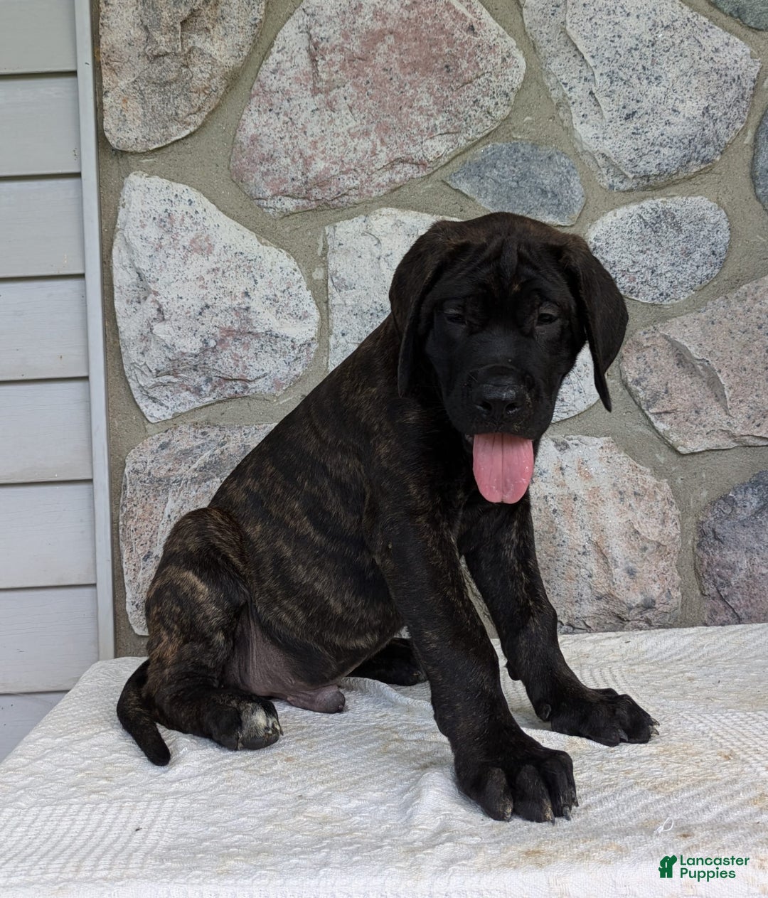 English Mastiff dogs for sale: Berkley - Image 12