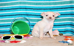 Chihuahua dogs for sale: Barbie - Image 1