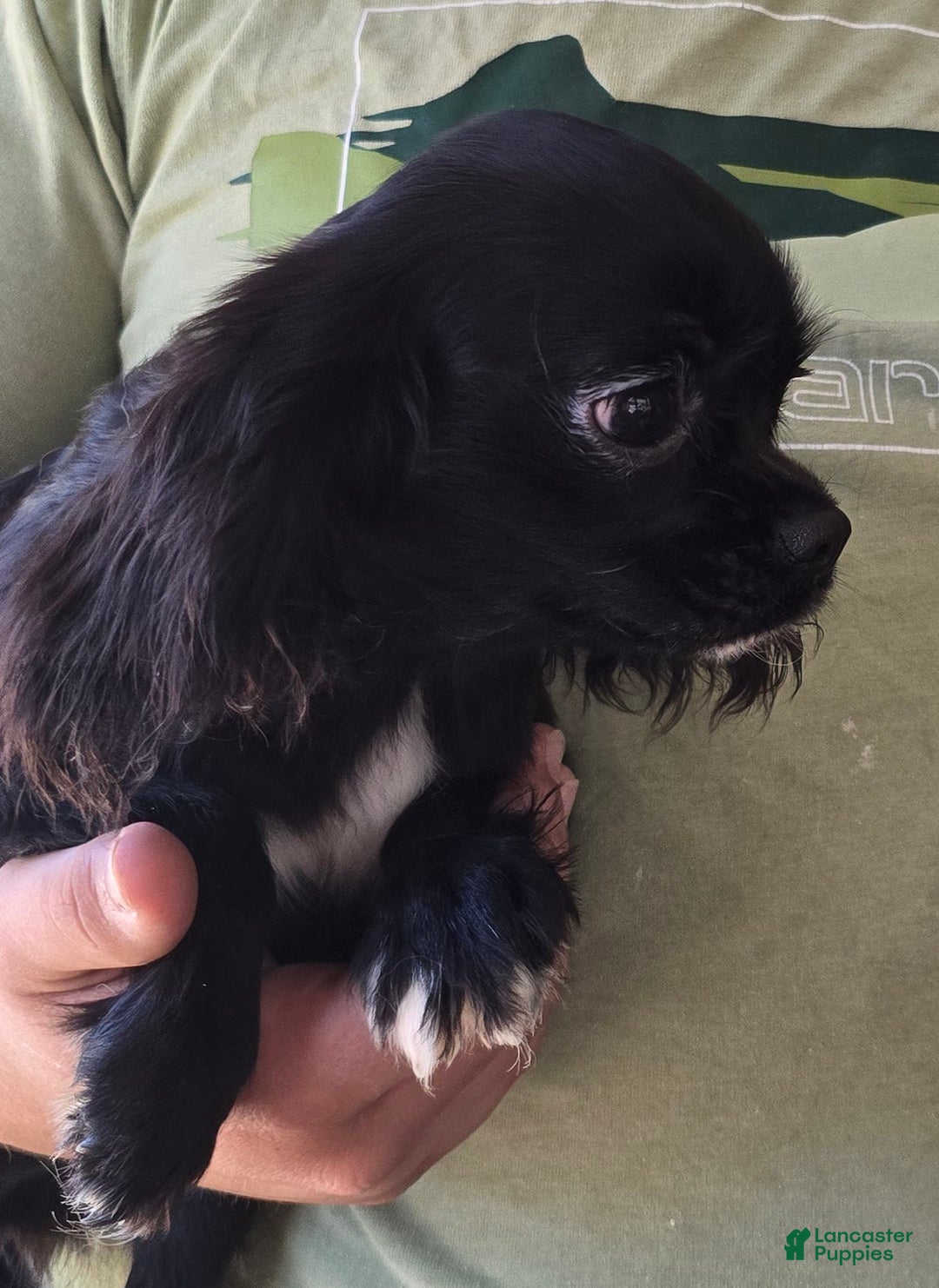 Cavalier King Charles Spaniel dogs for sale: Bear - Image 2