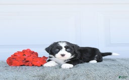 Miniature Bernese Mountain Dog dogs for sale: Mallory - Image 5