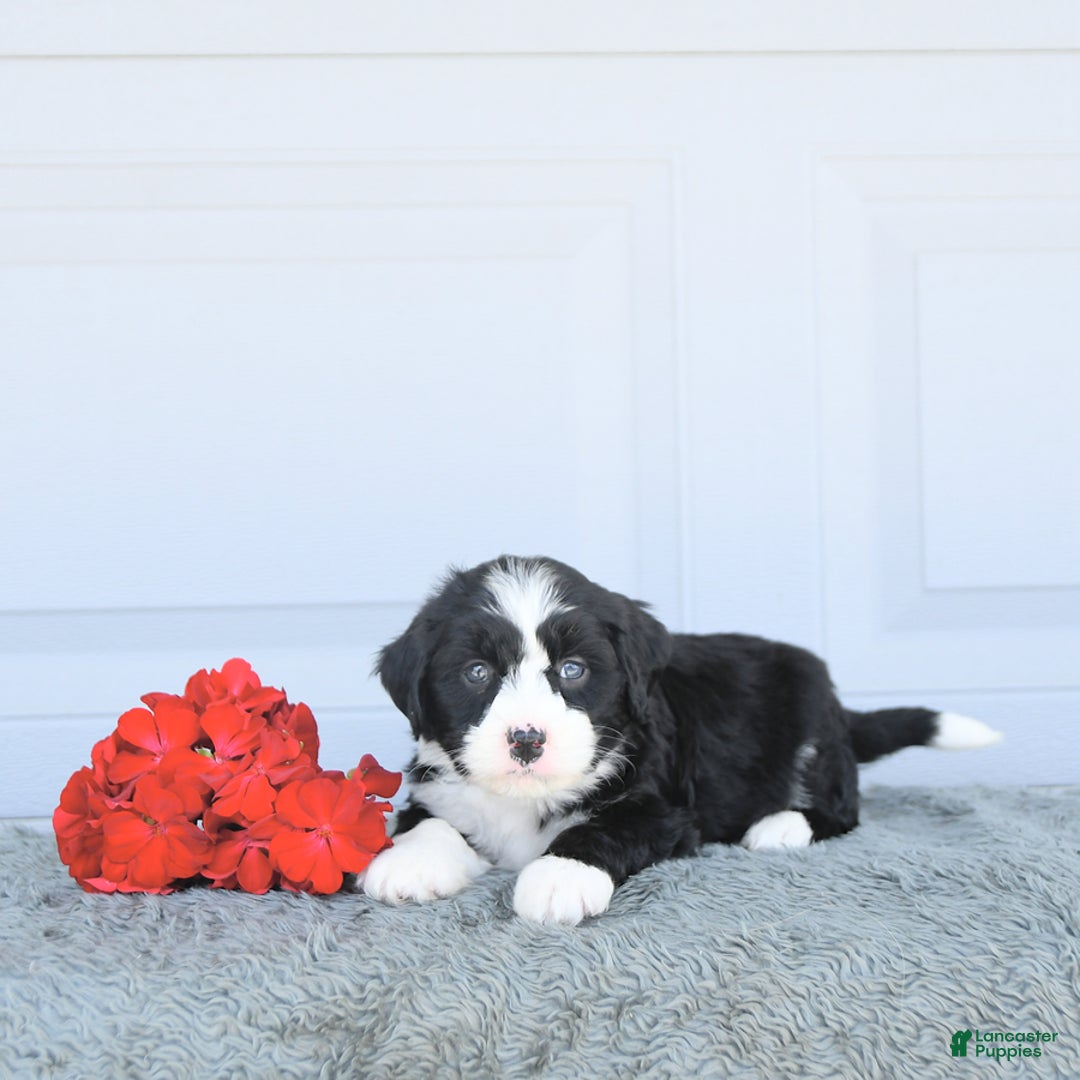 Miniature Bernese Mountain Dog dogs for sale: Mallory - Image 5