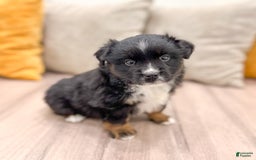 Australian Shepherd dogs for sale: Lassie - Image 16