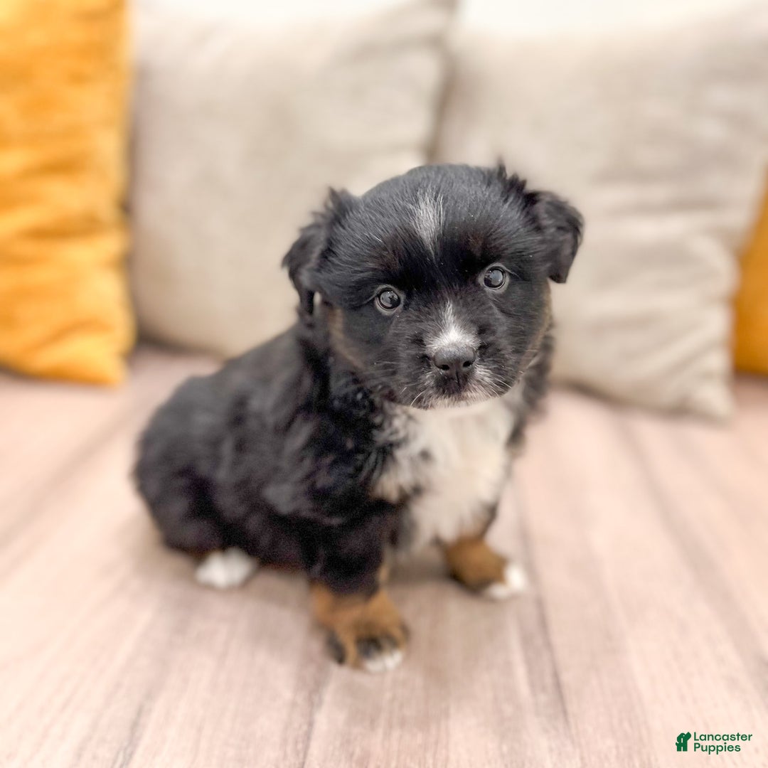 Australian Shepherd dogs for sale: Lassie - Image 16