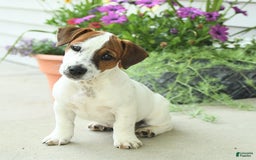 Jack Russell Terrier dogs for sale: Joey - Image 6