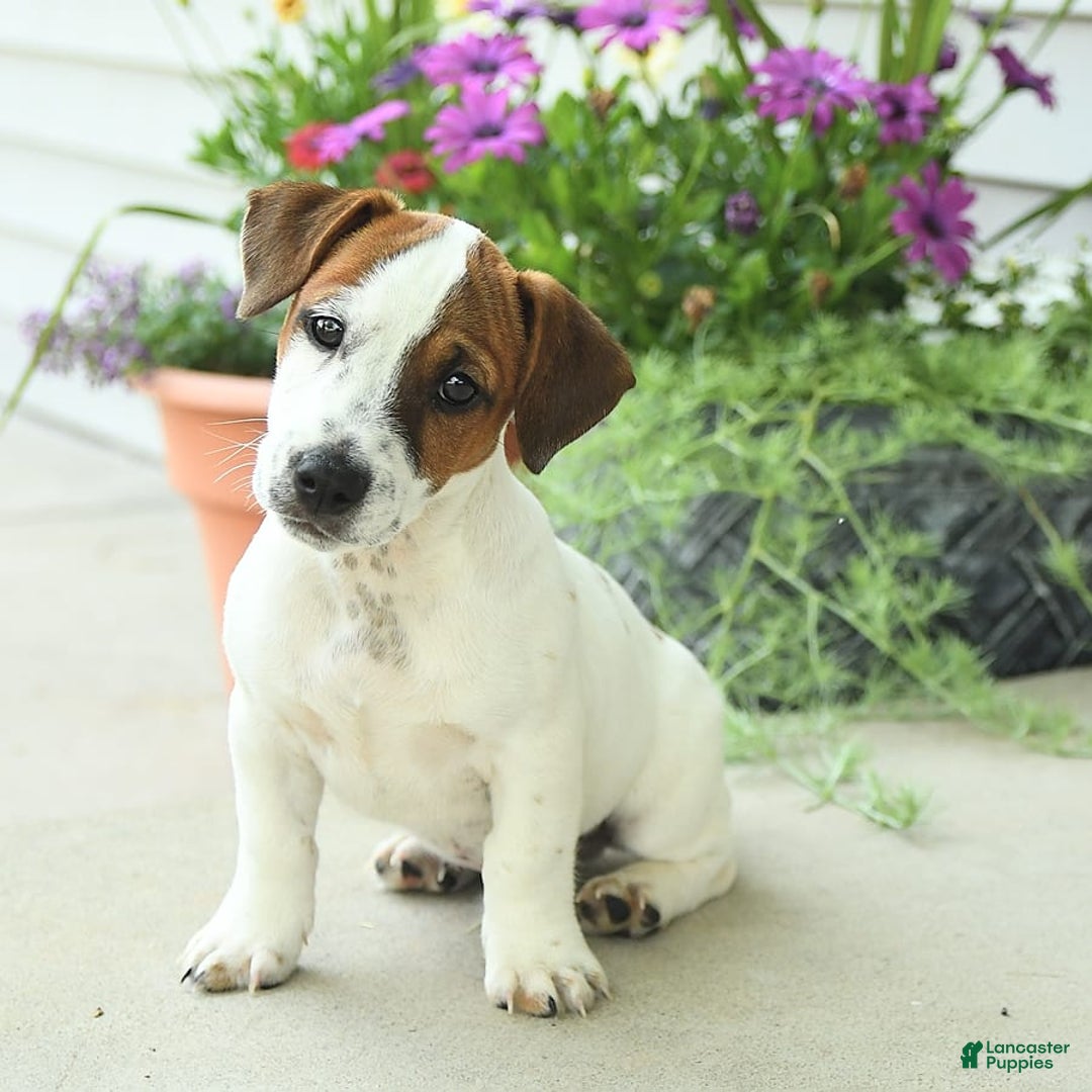 Jack Russell Terrier dogs for sale: Joey - Image 6