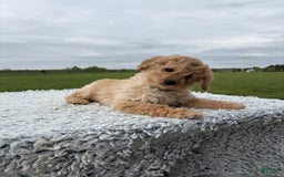 Mini Goldendoodle dogs for sale: Angie - Image 20