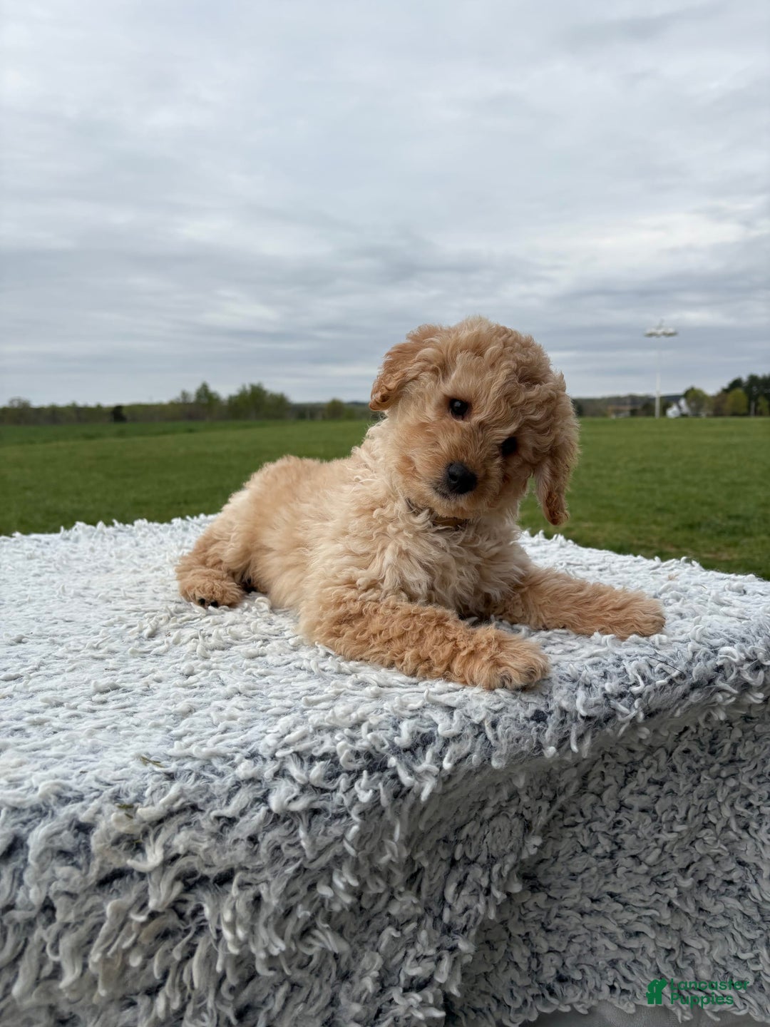 Mini Goldendoodle dogs for sale: Angie - Image 20