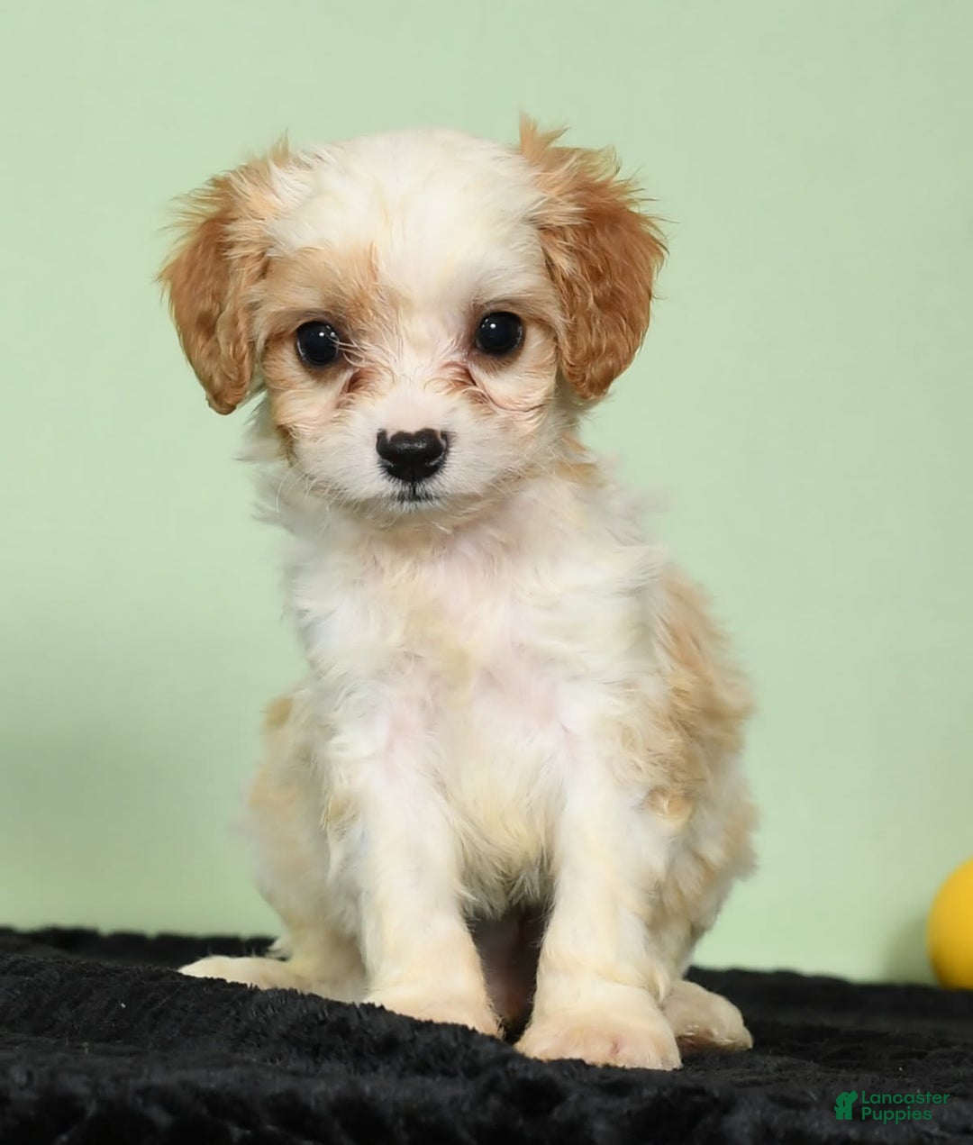 Cavachon dogs for sale: Marshmallow - Image 7