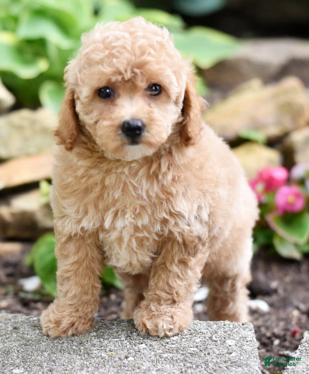 Toy Poodle dogs for sale: Tulip - Image 4