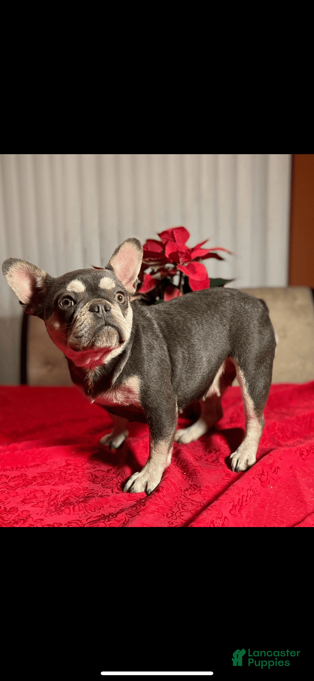 French Bulldog dogs for sale: Scooby - Image 4