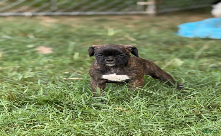 Boxer dogs for sale - Ad 5
