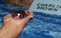 Chihuahua dogs for sale: Charlie Brown - Image 1