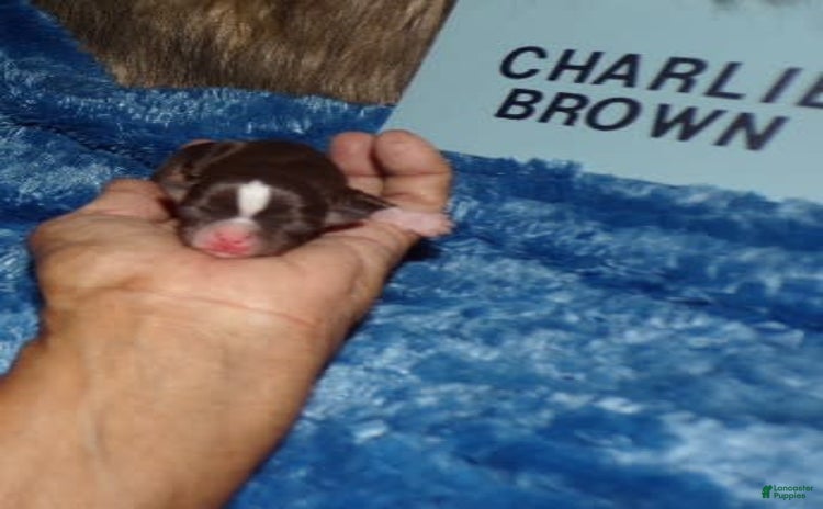 Chihuahua dogs for sale - Ad 2