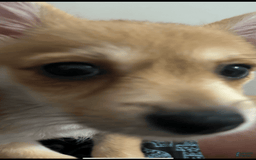 Yorkshire Terrier dogs for sale: Biggie - Image 2