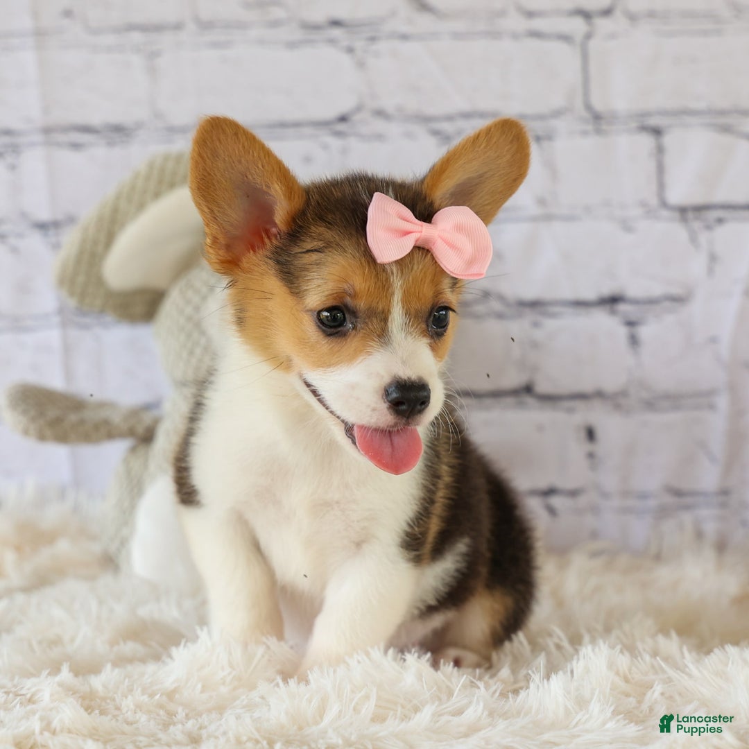 Welsh Corgi Pembroke dogs for sale: Lyla - Image 12