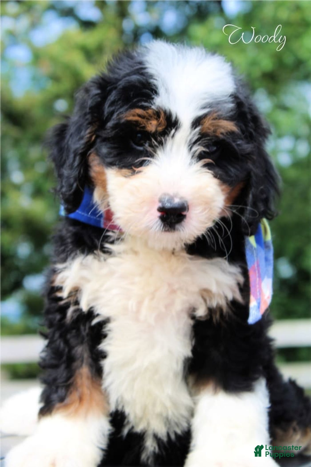 Mini Bernedoodle dogs for sale: Woody - Image 1