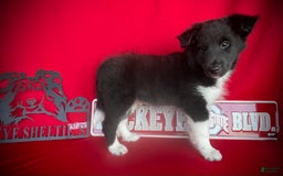Shetland Sheepdog dogs for sale: Bi-black 6 - Image 5