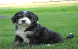 Bernedoodle dogs for sale: Twinkle - Image 4