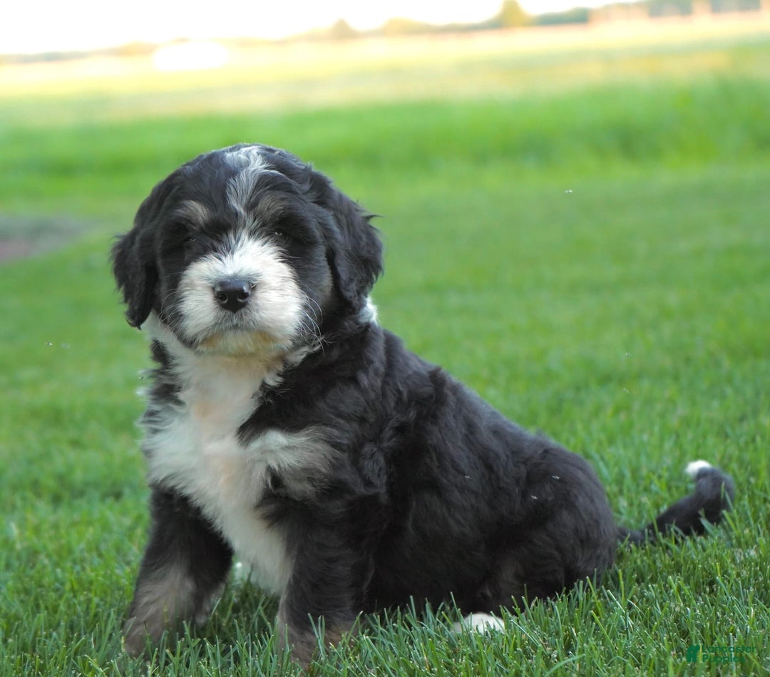 Bernedoodle dogs for sale: Twinkle - Image 4