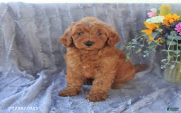 Mini Goldendoodle dogs for sale: Unity - Image 10